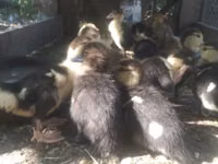Ducks — foto 1