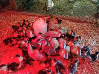 Ducks — foto 3