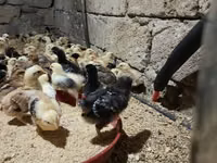 Chickens — 2-rasm