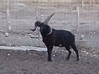 ஆண் ஆடு, Shetland sheep — புகைப்படம் 4