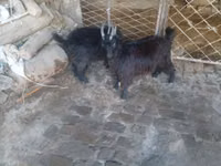 公山羊, Goats — 照片 1