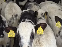Bydło (partia, płeć nieokreślona), Simmental cattle — zdjęcie 6