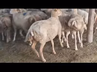 نعجة, الأغنام — الصورة 4