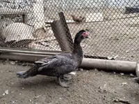 Turkeys — الصورة 2