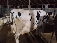 Cow, Russian Black pied cattle — photo 4