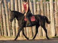 Бие, Quarter Horse — 5-сурет