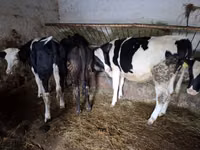 Krava, Simmental cattle — foto 2