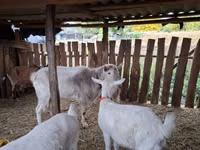 Cabra, Cabras — foto 1