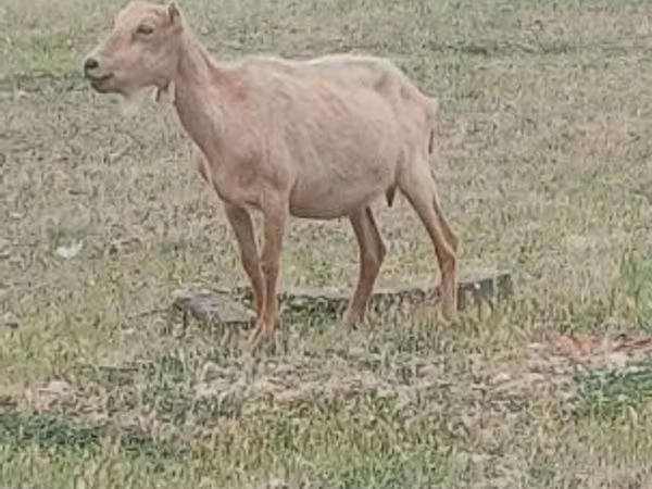 თხა, Alpine goat
