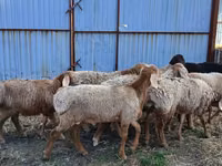 Carneiro, Arashan sheep — foto 1