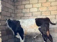 ثور, الماشية — الصورة 1