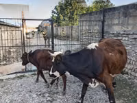 Kuh, Simmental cattle — Foto 6