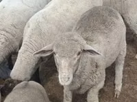 Ram, Merino sheep — photo 2
