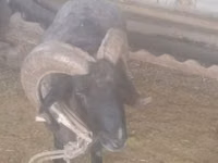 Bélier, Moutons — photo 1