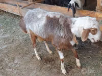Ram, Sheep — photo 2