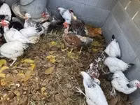 სუსექსი — ფოტო 2