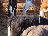 Sığır (parti, cinsiyet belirtilmedi), Simmental cattle — foto 3