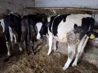 Krava, Simmental cattle — foto 7