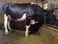İnek, Holstein ırkı — foto 2