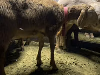பெண் ஆடு, Arashan sheep — புகைப்படம் 3
