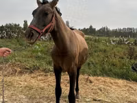 ცხენები (პარტია, სქესი არ არის მითითებული), Kyrgyz Horse — ფოტო 2
