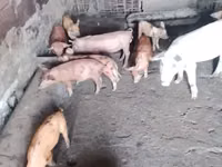 Säue, Schweine — Foto 3