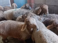 母羊, Arashan sheep — 照片 3