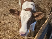 Taureau, Simmental cattle — photo 2