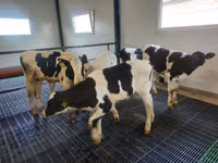 Býk, Simmental cattle — foto 4