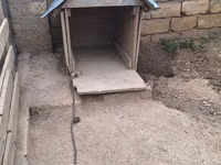 Taxta it evi real aliciya endirim var tecili satilir - Material — foto 2
