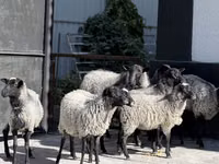 Ovelha, Hissar sheep — foto 1