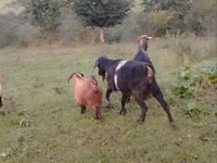 Goat, Goats — photo 3