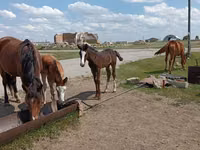 Jument, Horse breed — photo 1
