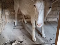 Cabra, Saanen goat — foto 1