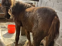 母马, Tatar horse — 照片 1