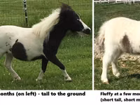 Aygʻir, Miniature horse — 7-rasm