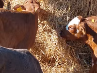 أبقار (دفعة، الجنس غير محدد), Simmental cattle — الصورة 2