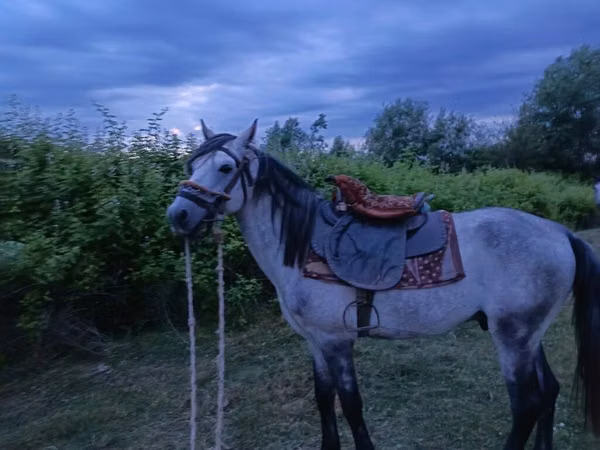 Cheval, Azerbaijan horse