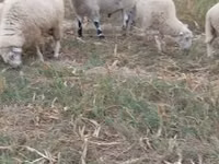 Qoç, Cerry Hill sheep — foto 2