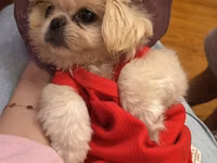 Reyal alıyıcıya endirim olunacaq Golden Pekinisdi üstündə daşıma — сүрөт 3
