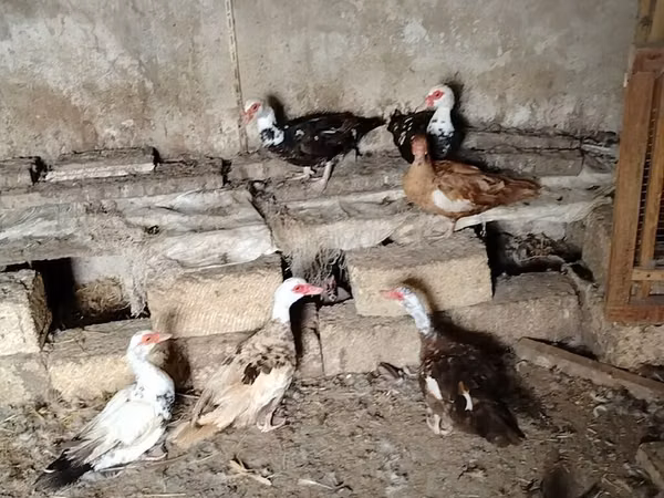 Ducks