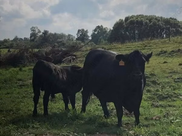 Vache, Swiss cattle