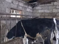 காளை, Russian Black pied cattle — புகைப்படம் 8