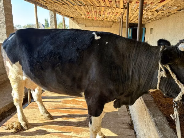 Sigir, Russian Black pied cattle