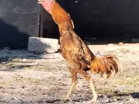 Chickens — Foto 3