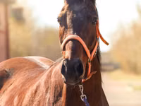 Égua, Thoroughbred horse — foto 1
