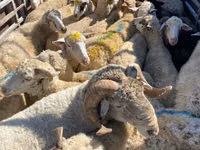 عنزة, الماعز — الصورة 5
