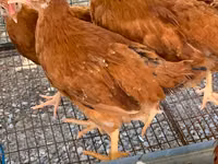 Chickens — foto 1