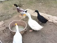 Ducks — 1-rasm