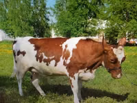 ძროხა, აირშირული — ფოტო 8